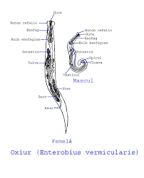 Enterobius vermicularis adalah nematoda parasit obligat dari saluran pencernaan manusia, biasa disebut oxiuro dalam bahasa spanyol dan cacing kremi o cacing benang dalam bahasa saxon. File Enterobius Vermicularis 2 Jpg Wikimedia Commons