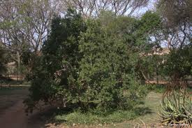 Image result for Olinia rochetiana