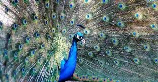 Die arbeitsblätter können sowohl von lehrern als auch von schülern benutzt werden, egal obl zu hause. Leisure And Family Offers Dein Treptow Kopenick