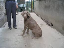 Image result for slovenský ohař hrubosrstý