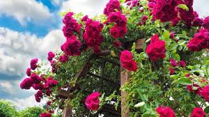 Inhaltsübersicht wann sollten sie rosen düngen? Rosen Dungen Mit Rinderdung Wann Ist Der Beste Zeitpunkt
