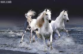 صول خيول 2014 Horse Wallpaper Horses White Horses