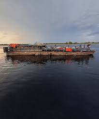 Image result for Melastomastrum segregatum