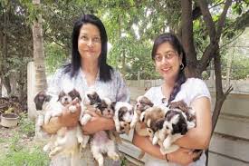 Topwebanswers.com has been visited by 1m+ users in the past month In The Lap Of Luxury Lifestyles Of Wealthy Pets