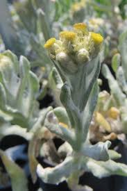 Image result for Pseudo Agrostistachys