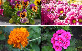 The best selection plants, flowers, grass and trees in san antonio and south texas 10 Best Plants For Balcony Gardens Garden Lovers Club