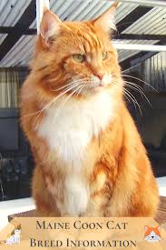 They get on well with children and other pets but don't always want to have a cuddle or sit on someone's lap. Maine Coon Cat Facts And Information Petsium