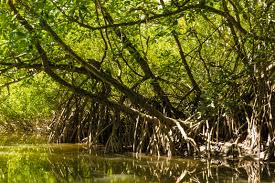 Daintree National Park Qld Australia Exploring The Mangroves 4000x3000 Oc National Parks Daintree Rainforest Mangrove