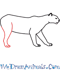 When the large game is hard for these animals to find, they will also feed on sheep, rabbits, beaver, and even rats and other rodents. How To Draw A Puma