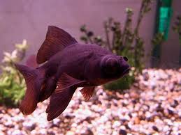 Black fish with big eyes. 33 Different Types Of Goldfish Breeds Identification Guide