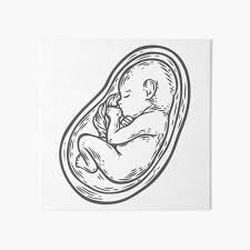 Watercolor Fetus Inside The Heart Shaped Womb Art Board Print By Glazkova Redbubble This would be the baby's shoulder and arms. redbubble
