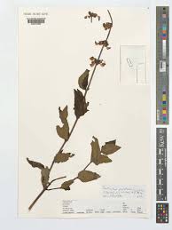 Image result for Coleus maculosus