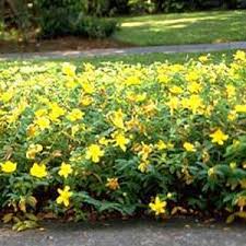 Image result for Melasma calycinum