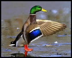 Ducks Unlimited Inc Waterfowl Hunting Bird Hunting Pet Birds