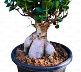 Ficus Microcarpa Bonsai Ginseng (Ficus Retusa Bonsai) - Plant