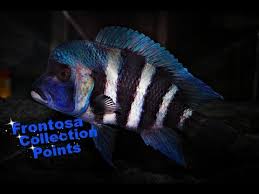 How To Identify Cyphotilapia Frontosa African Cichlids Lake Tanganyika