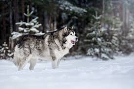 Alaska cuenta con numerosas bibliotecas que reúnen importantes fondos para la investigación local. Raca Do Cao Do Malamute Do Alasca Que Anda Na Floresta Do Inverno Fotos Retratos Imagenes Y Fotografia De Archivo Libres De Derecho Image 61357438