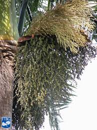 Image result for Roystonea oleracea