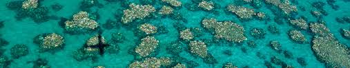 1 day great barrier reef pontoon adventure $195. Great Barrier Reef Ein Jahr Spater Biosenf Scilogs Wissenschaftsblogs