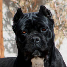 Check spelling or type a new query. About Time Cane Corso Italiano Ear Crop Information