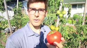 Now we are getting a lot of rain what can we do to rejuvenate our remaking soil and add more plants both types of my tomatoes grape and plum have yellow spotty coloring similar to scalding but no black. 5 Reasons Your Plants Are Not Setting Fruit Or Flowers Youtube