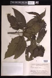 Image result for Acalypha caperonioides