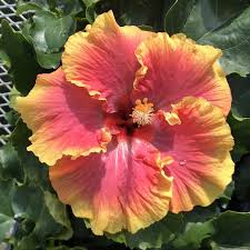 Image result for Hibiscus aponeurus