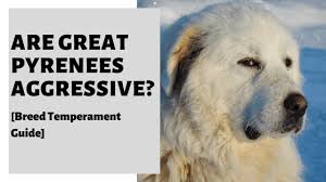 Additional black coloration appears as. Are Great Pyrenees Aggressive Breed Temperament Guide