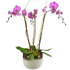 Последние твиты от orchid (@orchidprotocol). Elegant Triple Stem Orchid In A Designer Container