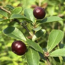 Image result for Flacourtia indica