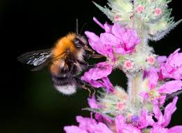 Image result for Bombus hypnorum