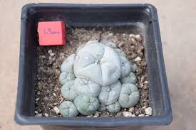 Image result for Loxodera caespitosa