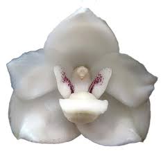 This png file is about santo , espiritu , collection , page. Flor Nacional De Panama Png By Kimkathy On Deviantart