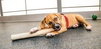 Growling, grabbing clothes, and biting legs. Mouthing Nipping And Biting In Puppies Aspca