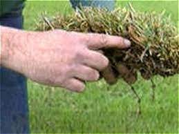 After that, remove the cut grass blades using a rake. How To Dethatch A Lawn How Tos Diy