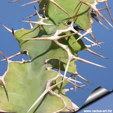 Image result for Euphorbia unicornis