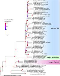Image result for Ampelocissus abyssinica
