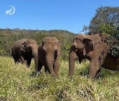 August 2022 - Global Sanctuary for Elephants