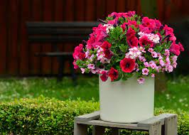 Impatiens thrive in shade, but certain cultivars tolerate full sun. Top 10 Container Plants For Partial Sun With Pictures