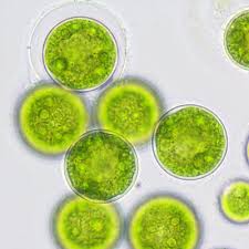 Image result for Amnesic Shellfish Poisoning