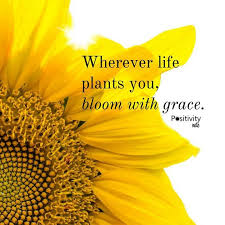 A complicated topic is made easier with this title introducing flowers and explaining their anatomy and how they reproduce. Wherever Life Plants You Bloom With Grace Positivitynote Sunflower Quotes Flower Quotes Words Quotes