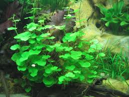 Ich suche hydrocotyle leucocephala / brasilianischen wassernabel. Pflanzen 5 M