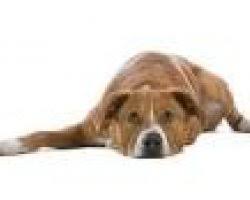 De oostenrijkse pinscher, of österreichischer pinscher, werd oorspronkelijk gehouden als een boerderijhond, die ongedierte onder controle hield en patrouilleerde op het land. Oostenrijkse Pinscher Hondencentrum