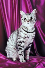 Information On Silver Tabby American Shorthair Cats American Shorthair Cat Cat Breeds British Shorthair Cats