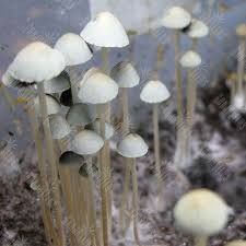 Panaeolus Tropicalis споры купить, цены за отпечаток, отзывы —  интернет-магазин GanjaSeeds