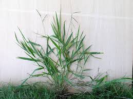 Image result for Urochloa