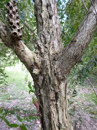 Image result for Melaleuca hypericifolia