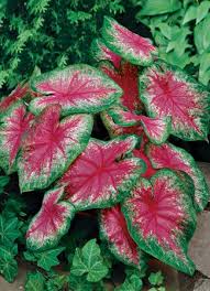 Caladium Rosebud Jpg 325 450 Caladium Bulb Flowers Rose Buds