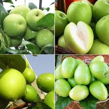 Pokok bidara merupakan pokok yang malar hijau yang tumbuh di selatan asia. Beli Bidara Pokok Pada Harga Terendah Lazada Com My