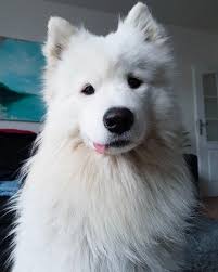 Exceptional Cute Dogs Information Are Available On Our Site Look At This And You Will Not Be Sorry You Did Cutedogs Samoyed Dogs Cute Dogs Breeds Cute Dogs